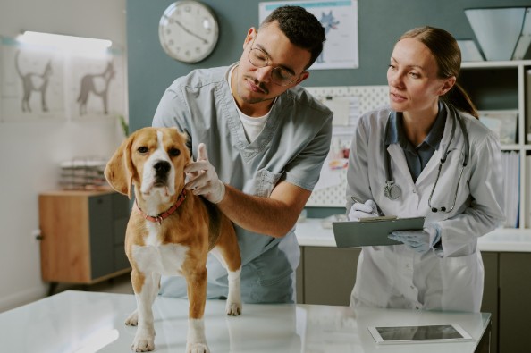 How Veterinary Practice Loans Can Help Finance Essential Equipment Veterinary Practice Loans