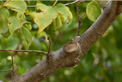 Reading a Tree’s Health: The Case for ISA Certified Arborists in Grand Rapids