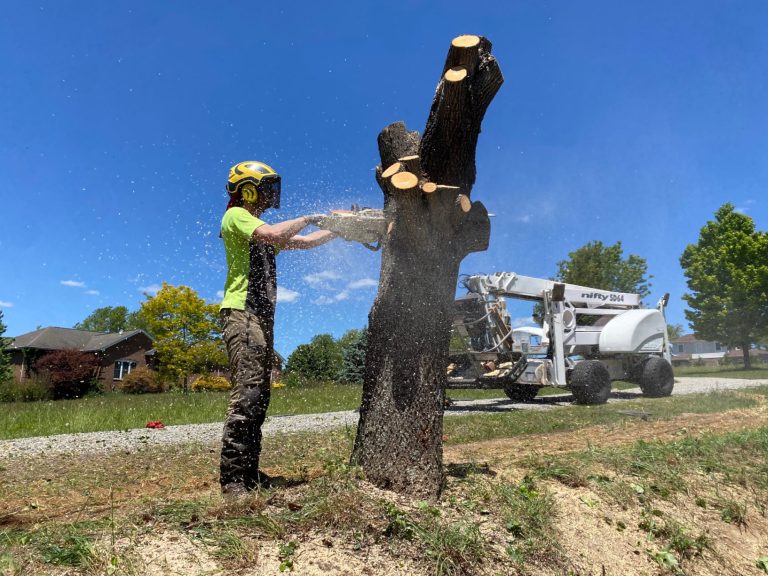 Best Tree Removal Companies In Rappahannock County, VA