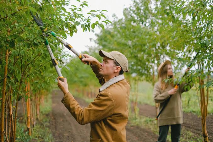 Essential Tree Trimming Practices for Healthier and Safer Trees
